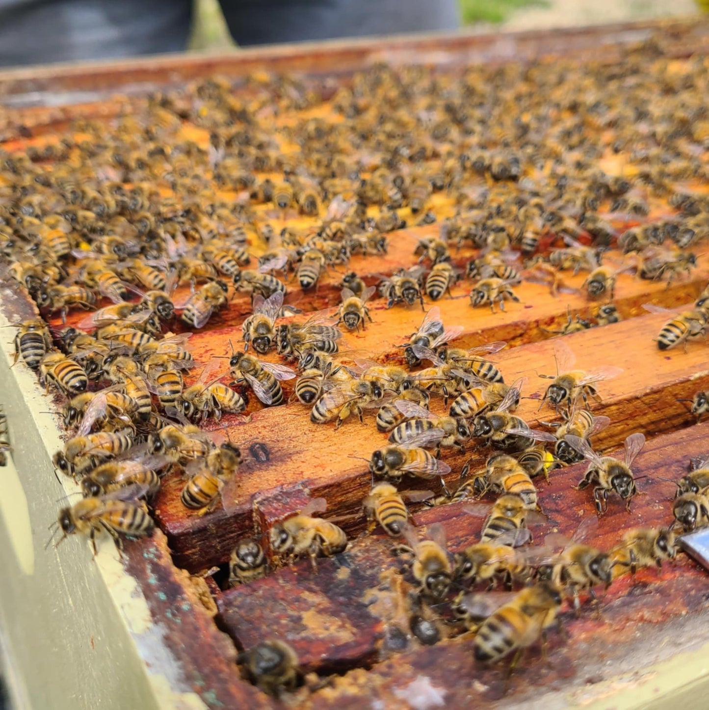 Artisanal Raw Honey: Pickup Only