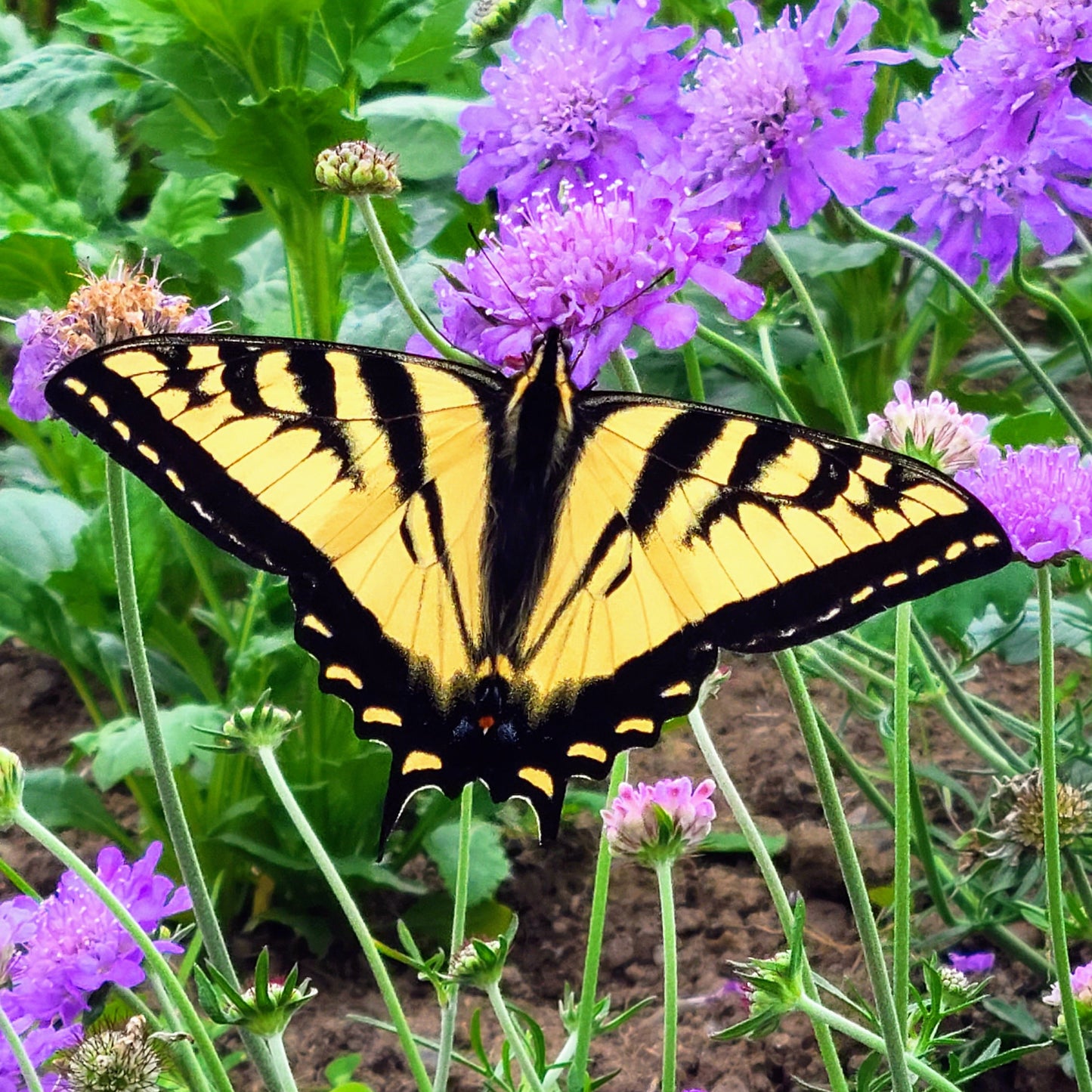 Butterfly Photography Greeting Cards