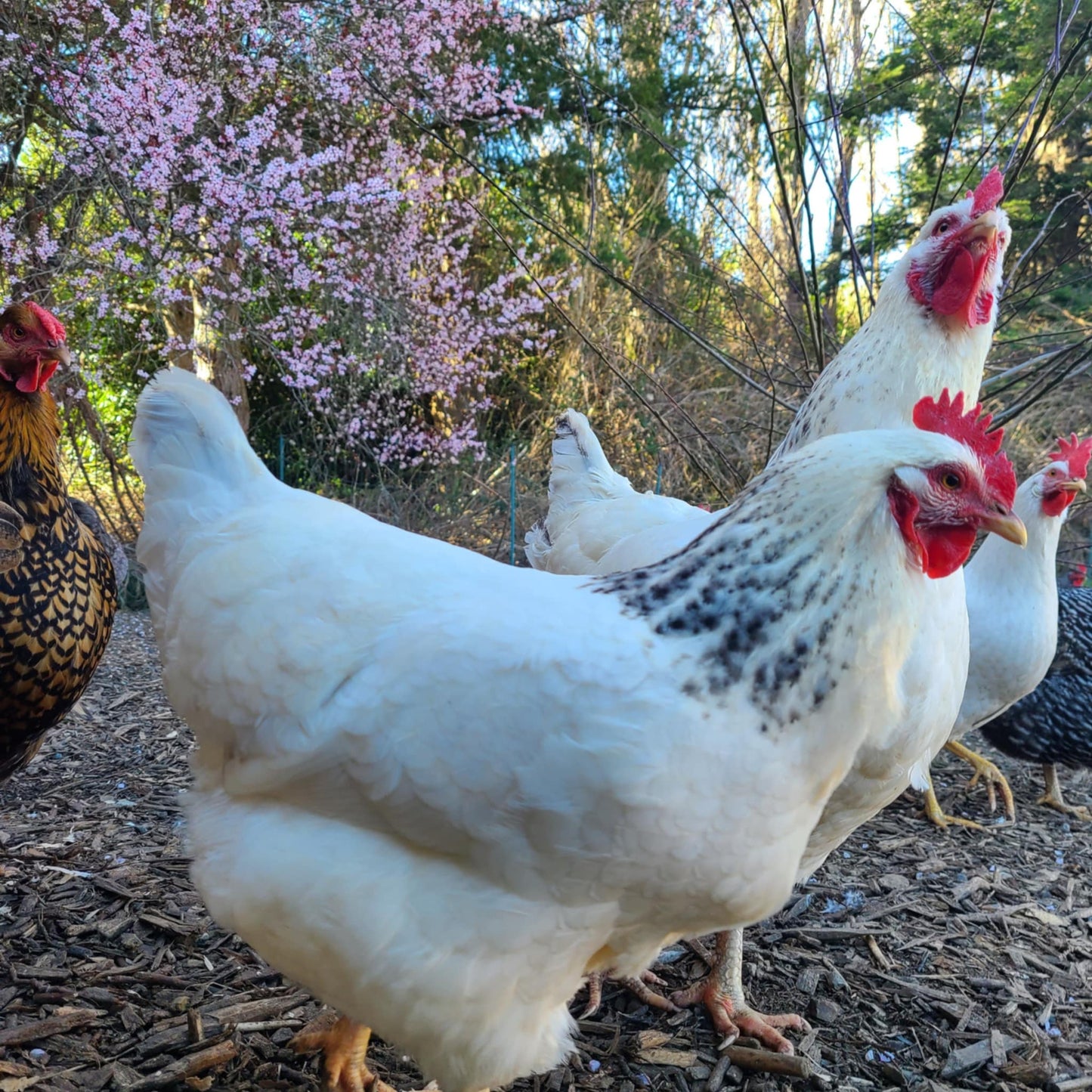 Farm-Fresh Eggs: Pickup Only