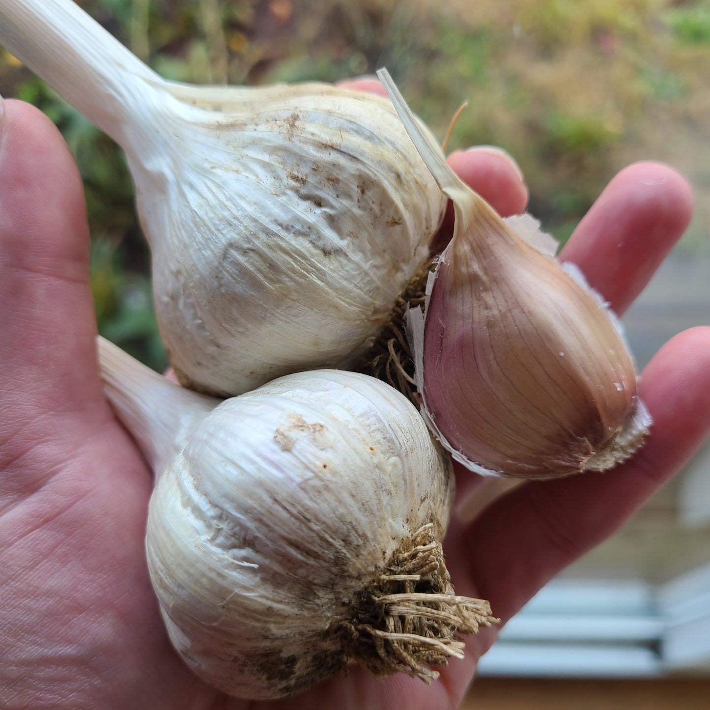 Romanian Red Garlic