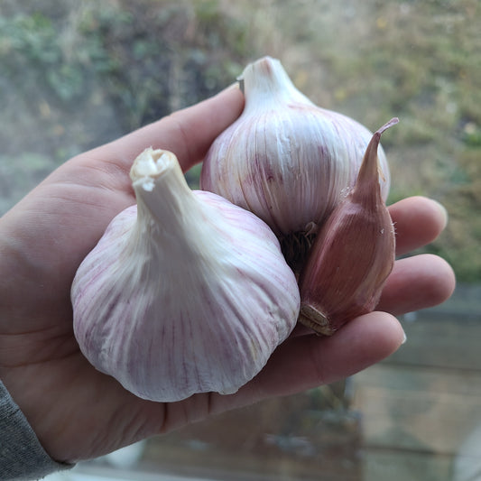 Persian Star Garlic