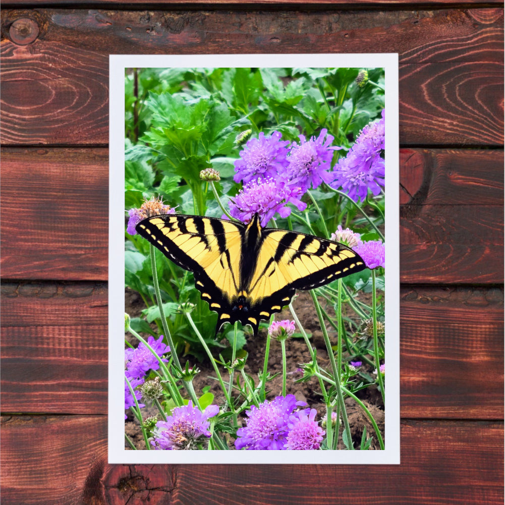 Butterfly Photography Greeting Cards