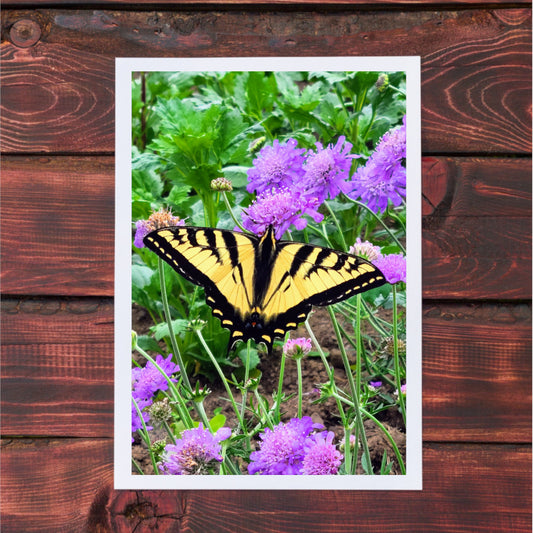 Butterfly Photography Greeting Cards