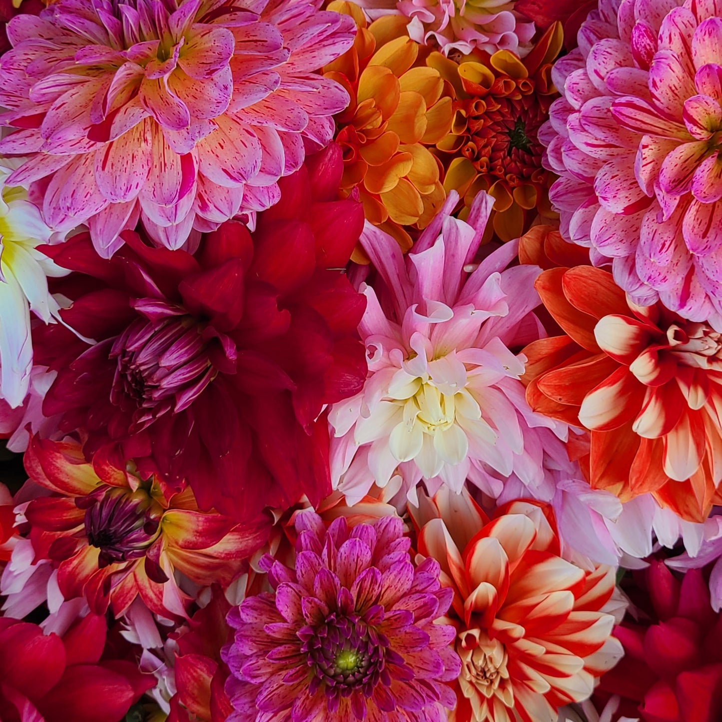 Dahlia Photography Greeting Cards