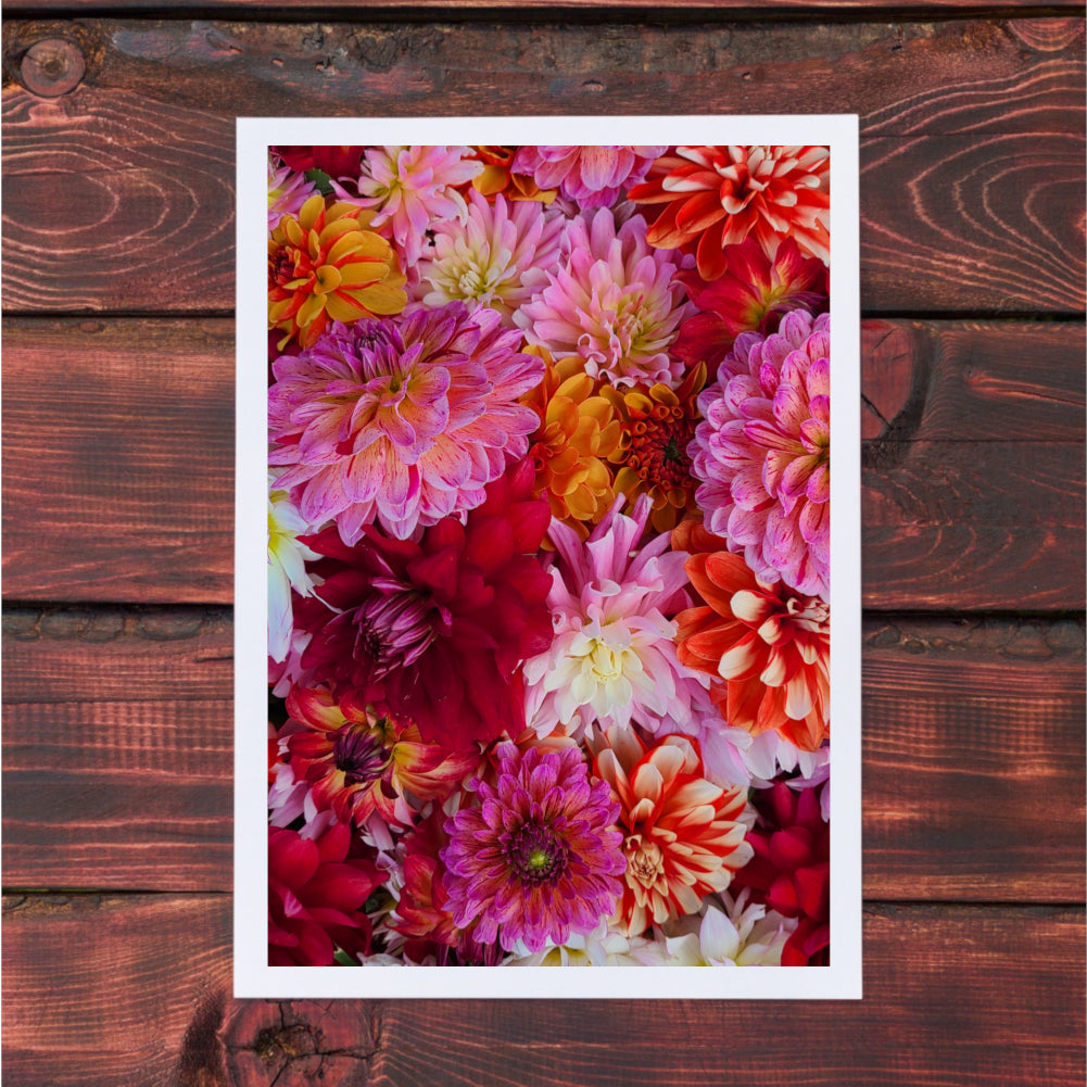 Dahlia Photography Greeting Cards