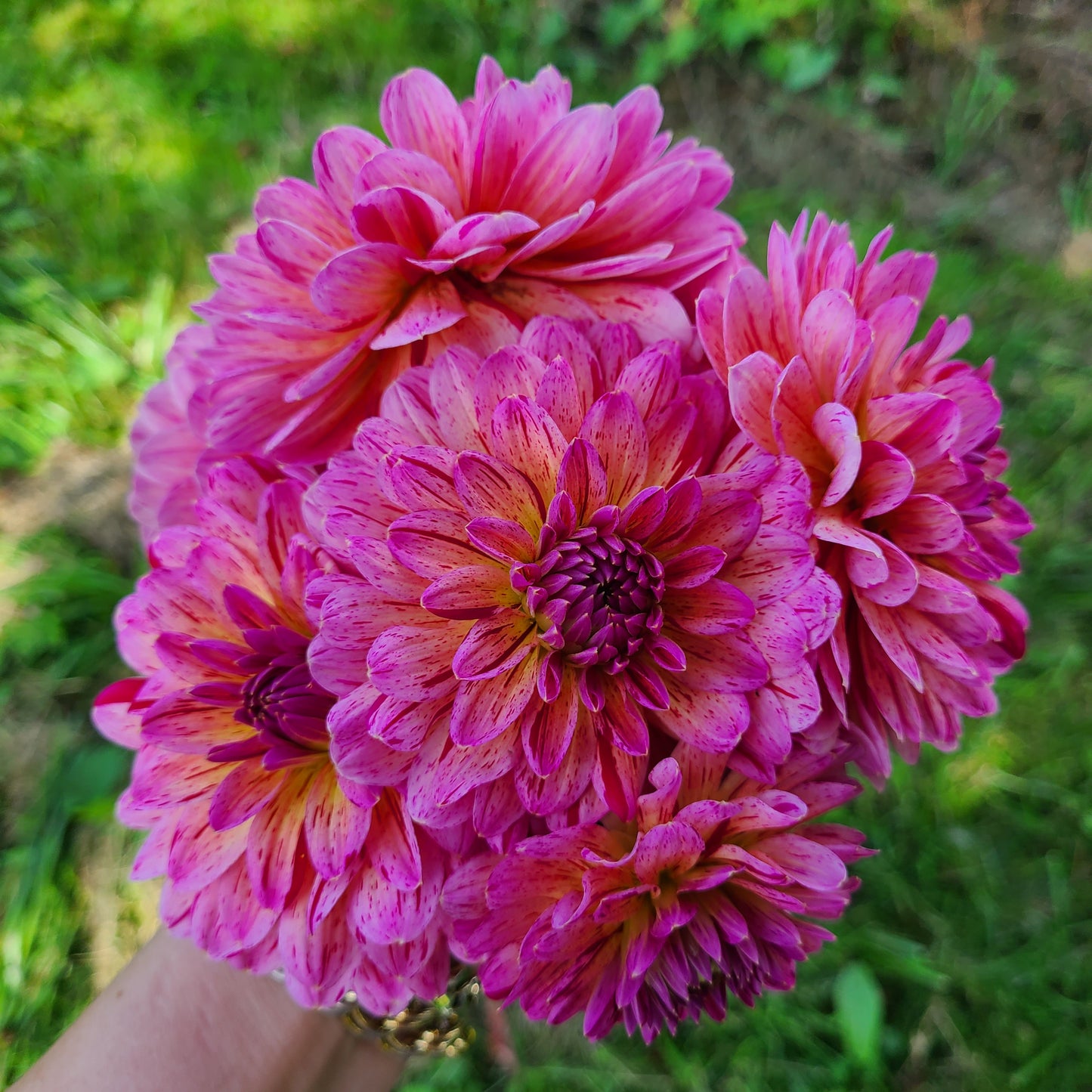 Dahlia Photography Greeting Cards