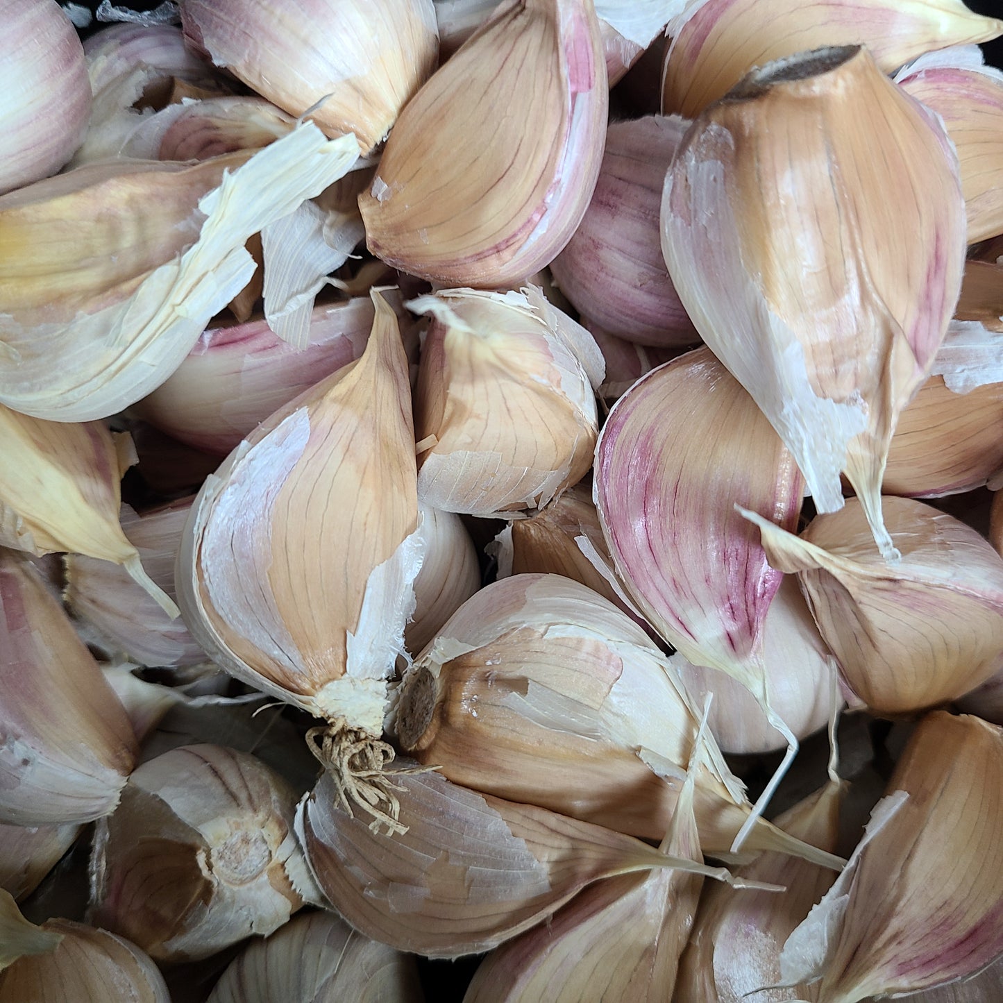 Georgian Fire Garlic