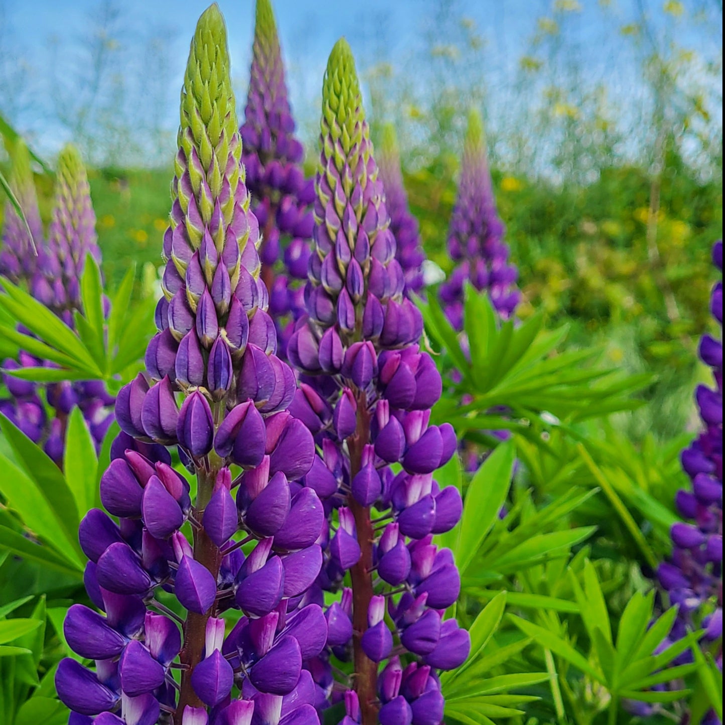 Lupine Photography Greeting Cards