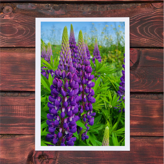 Lupine Photography Greeting Cards