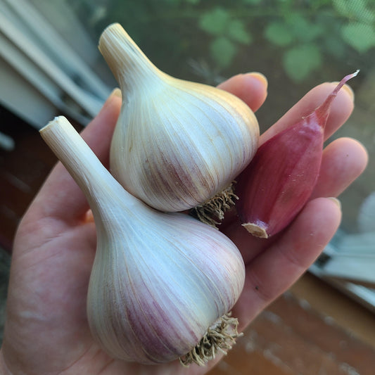 Music Garlic