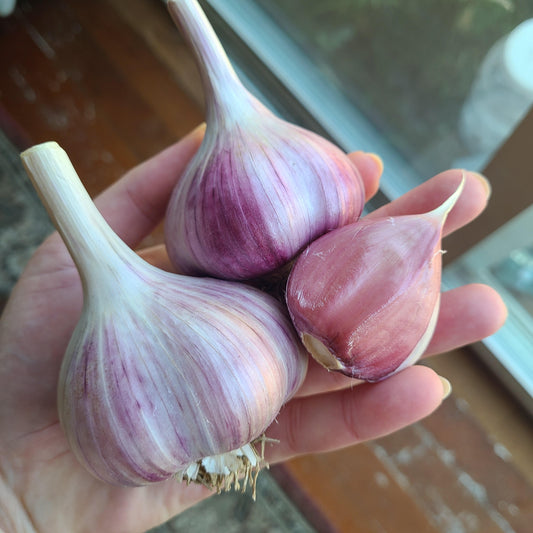Romanian Red Garlic