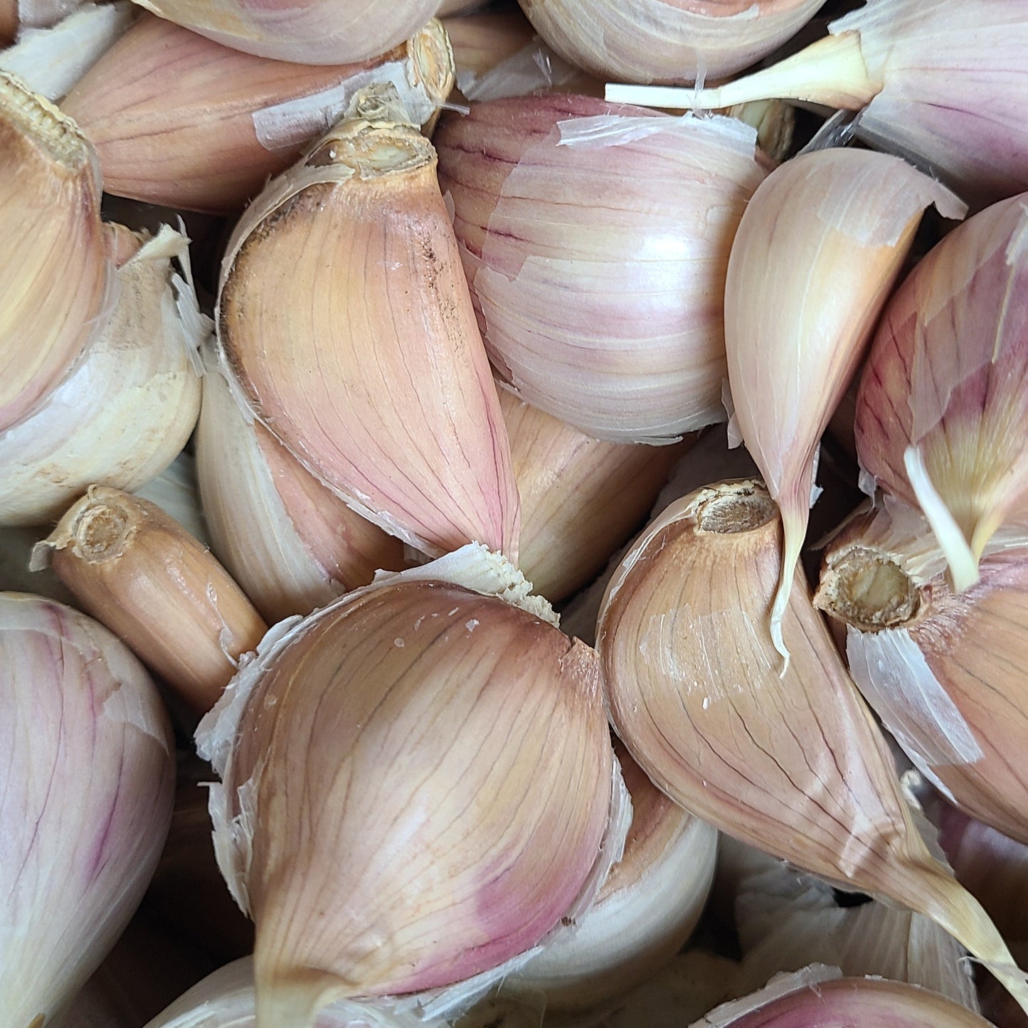 Romanian Red Garlic
