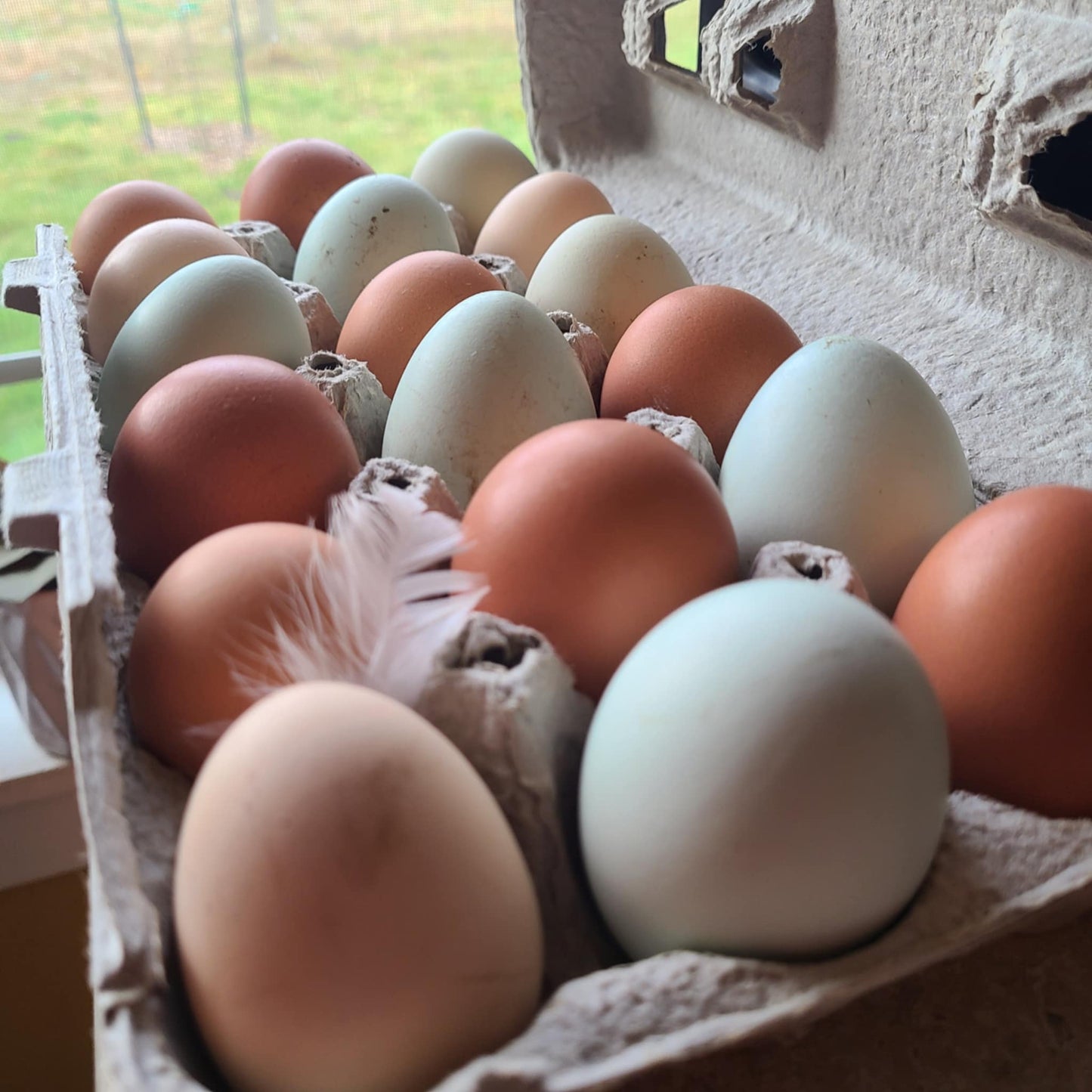 Farm-Fresh Eggs: Pickup Only